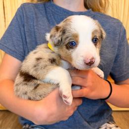 Venus (Yellow Collar) - Red merle female Border Collie puppy in Lula, Georgia from Silver Creek Ridge
