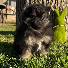 Kacey - Black and tan female Pomeranian puppy in San Jacinto, California from Savvypomeranians