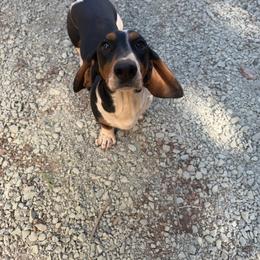 Doma - Piebald male Dachshund puppy in Brownsville, California from Pine & Pasture Dachshunds