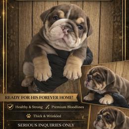 Moose - Chocolate tri-color male Bulldog puppy in Marysville, Washington from BulldogWA