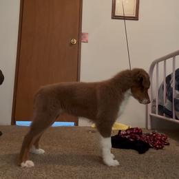 Australian Shepherd Puppies from Lovable Little Aussies