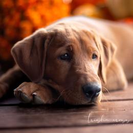 Labrador Retriever Puppies from UC Labradors