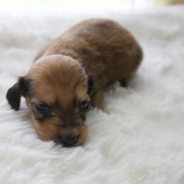 Rockey - Cream male Dachshund puppy in Morrow, Ohio from Courtney’s Colorful Doxies