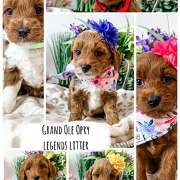 Goldendoodle puppies from Destination Doodles