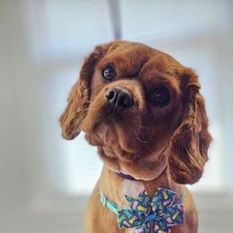 Paislee - Cavalier King Charles Spaniel