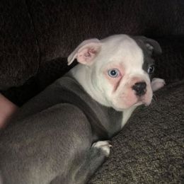 Boston Terrier Puppies from Heather's Boston Babies