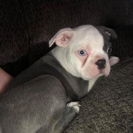 Boston Terrier Puppies from Heather's Boston Babies