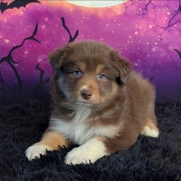 Bruno - Red tri-color male Australian Shepherd puppy in Fultonville, New York from Sandy Aussies, Mini Dachshunds & Pomeranians