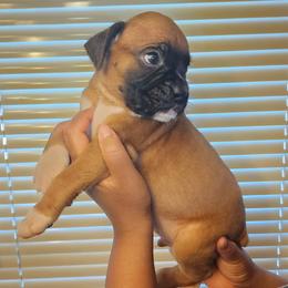 Boxer Puppies from Bratts Boxers