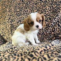 Shon - Blenheim male Cavalier King Charles Spaniel puppy in Lula, Georgia from Cavaliers by Crumley