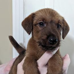 Black - Red male Irish Terrier puppy in Broadway, North Carolina from Detmore Kennels