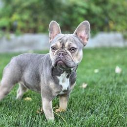 Ashe - French Bulldog