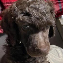 Boy 1 - Poodle puppy from Ashton’s Standards