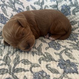Kirby - Red male Cavapoo puppy in Glendale, Arizona from Dashing Dogs