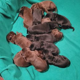 Labrador Retriever Puppies from PSJ Puppies, Holistic Pet Foods