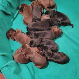 Labrador Retriever Puppies from PSJ Puppies, Holistic Pet Foods