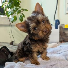Tiger Lily - Chocolate and tan female Yorkshire Terrier puppy in Gatesville, Texas from KontryKritterz Yorkies