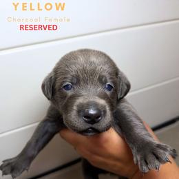 Yellow - Charcoal female Dilute Retriever puppy in Dover, Delaware from Virdin’s Silver Labs