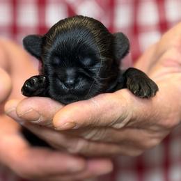Lt blue collar - Black male Shih Tzu puppy in Berkeley Springs, West Virginia from Sandridge Shih Tzus