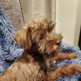 Miniature Schnauzer Puppies from Hampton's Miniature Schnauzers