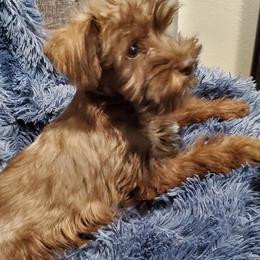 Miniature Schnauzer Puppies from Hampton's Miniature Schnauzers