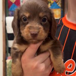 Benedict - Chocolate and tan male Dachshund puppy in Perkins, Oklahoma from 4B Dachshunds