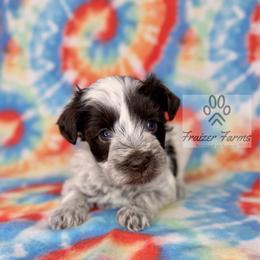 Mae - Parti female Miniature Schnauzer puppy in Happyland, Oklahoma from Fraizer Farms