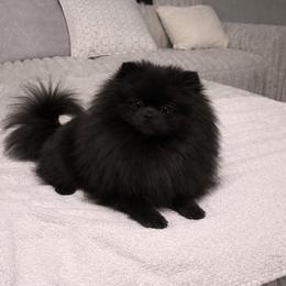 Lilith - Pomeranian