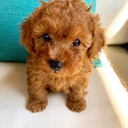 Poodle Puppies from Premier Poodle