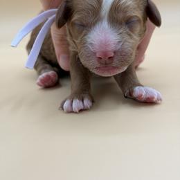 Lavender - Red female Australian Labradoodle puppy in Sacramento, California from Adorable Labradoodle