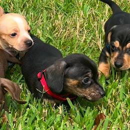 Boy 1 - Black and tan male Dachshund puppy in Saint Jo, Texas from Reeves Dashing-Hounds