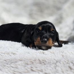 Kat - Black and tan female Dachshund puppy in Lady Lake, Florida from K Rae's Dachshunds