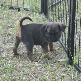 Girl 2 - Belge female Brussels Griffon puppy in Canyon Creek, Montana from Mad Monkey