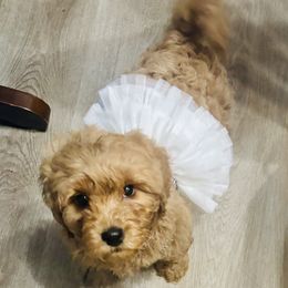 Goldie - Apricot female Saint Berdoodle puppy in Swartz Creek, Michigan from Whisky Paws Saint Berdoodles and Poodle Pups