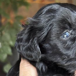 Miniature Schnauzers from Blessed A Bit Kennels