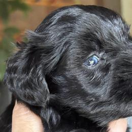 Miniature Schnauzers from Blessed A Bit Kennels