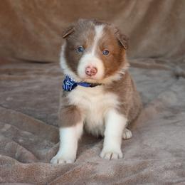 Tibbs - AKC Reg - Lilac male Border Collie puppy in Courtland, Alabama from C Bar C Ranch Border Collies