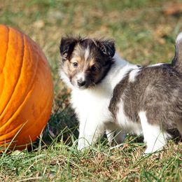 Pomsky, Rottweiler, Shetland Sheepdog, and Toy Shetland Sheepdog Puppies from Mountain High Kennels
