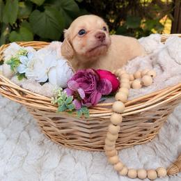 Light Roast - Cream female Dachshund puppy in Coldwater, Mississippi from Under the Stars Minis