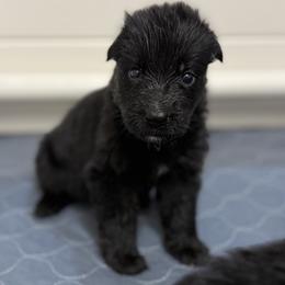 German Shepherd Puppies from Vom Broward Haus