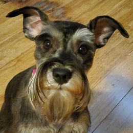 Miniature Schnauzers from Phillips' AKC Mini Schnauzers