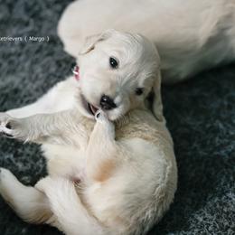 Girl (Reservation 4) Lindsey - Golden female Golden Retriever puppy in Murfreesboro, Tennessee from ATW Retrievers