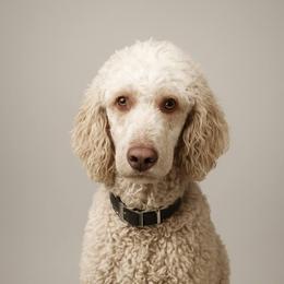 Piper - Poodle