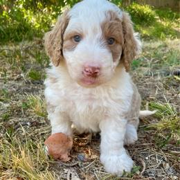 Has browns - Apricot male Aussiedoodle puppy in Oklahoma City, Oklahoma from Heritage Doodle Company