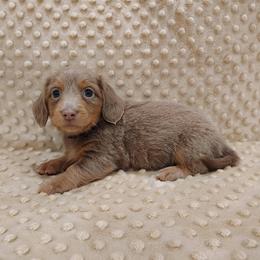 Puppy 1 - Fawn (isabella) and tan male Dachshund puppy in Krum, Texas from Dots N Spots Dachshunds
