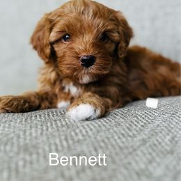 Bennett - Red male Cavapoo puppy in Aiken, South Carolina from Cavapoos of the Carolinas