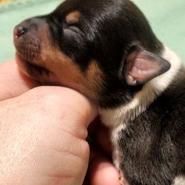 Miniature American Shepherd, Miniature Australian Shepherd, and Rat Terrier Puppies from Rocking 4C