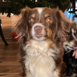 Dory - Toy Australian Shepherd