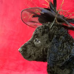 Curly-Coated Retriever Puppies from Tyneside Curlies