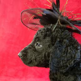 Curly-Coated Retriever Puppies from Tyneside Curlies